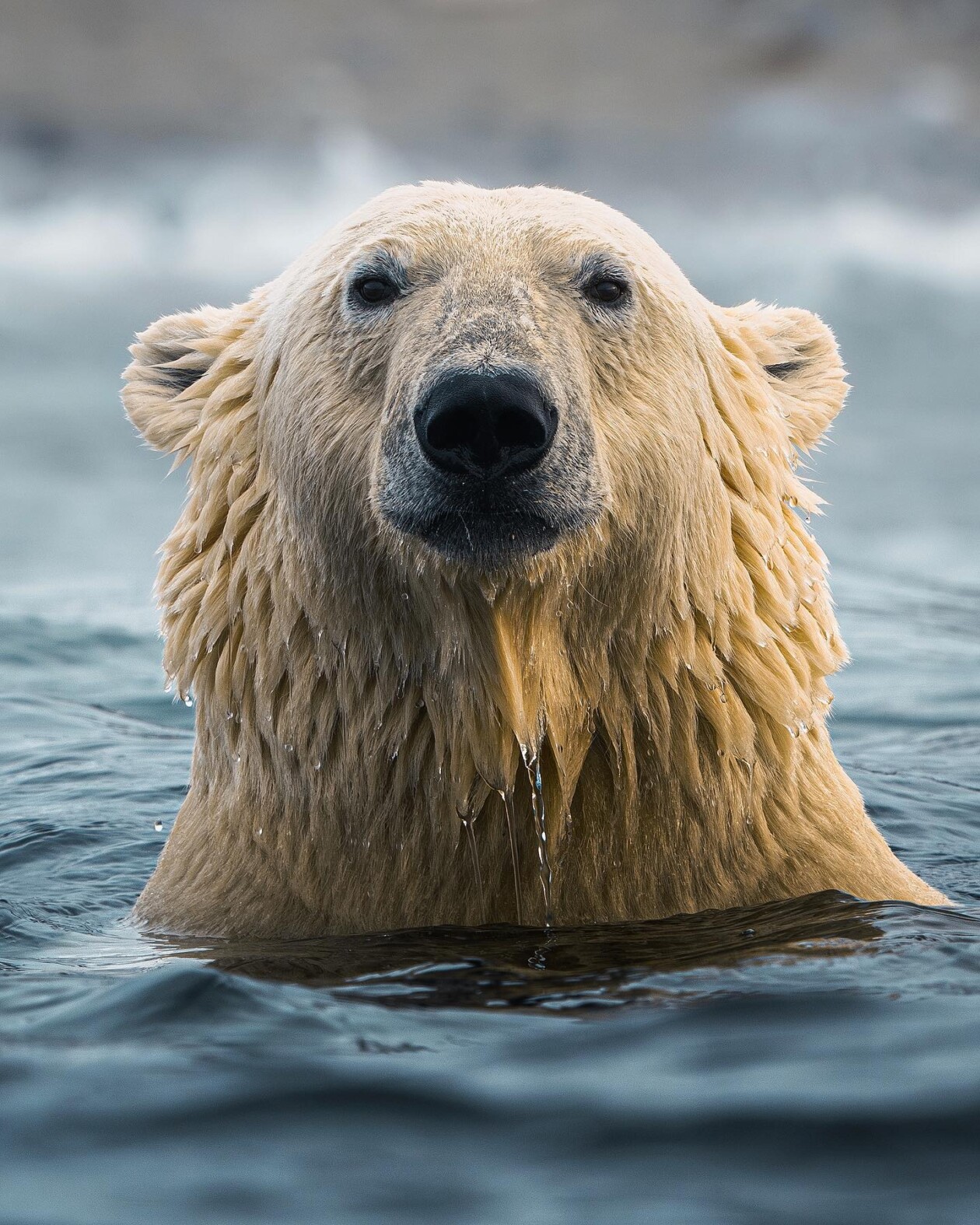 Captivating Pictures Of Arctic Animals By Konsta Punkka (9)