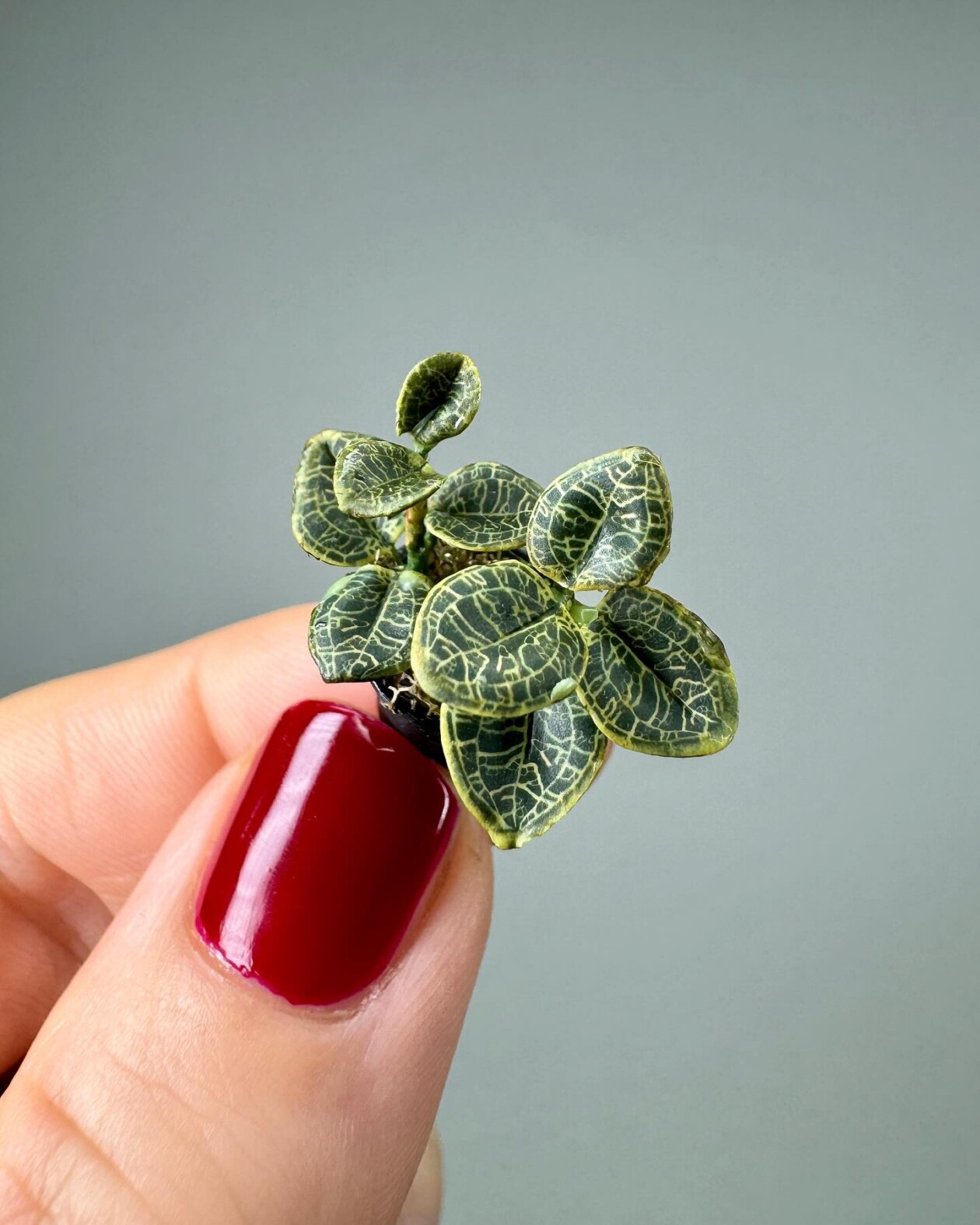 Handmade Miniature Polymer Clay Plants By Astrid Wilk (11)