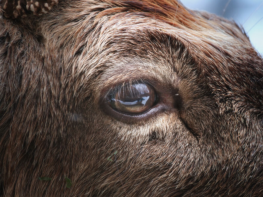 Marvelous Close Up Eye Portraits Taken At The Zoo By Mac So (13)