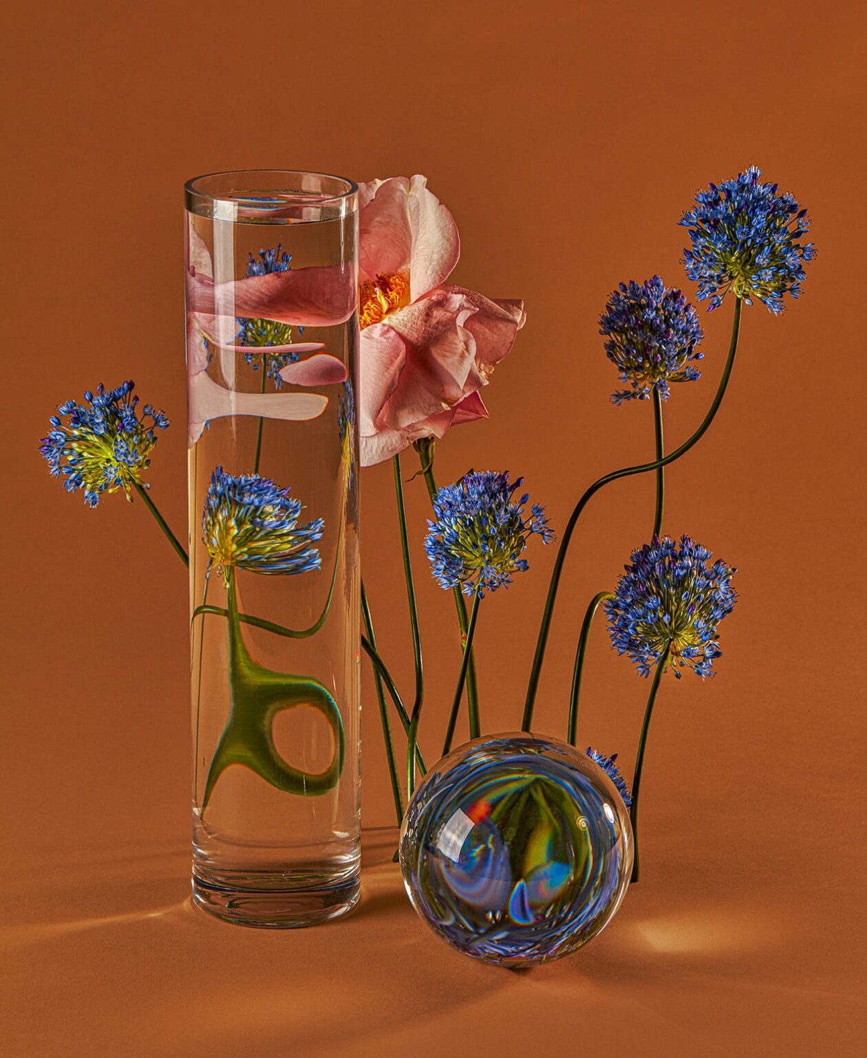Perspective, Florals Distorted Through Water Vessels By Suzanne Saroff (4)