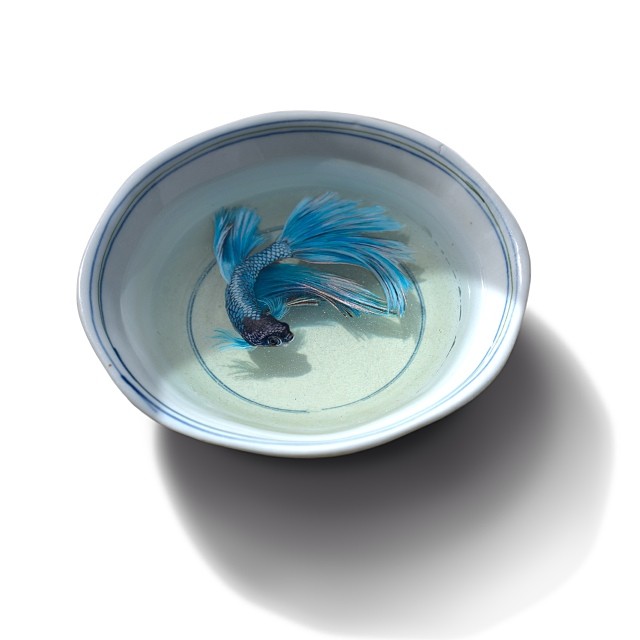 Alive Without Breath, 3d Animals Painted In Layers Of Resin By Keng Lye (5)