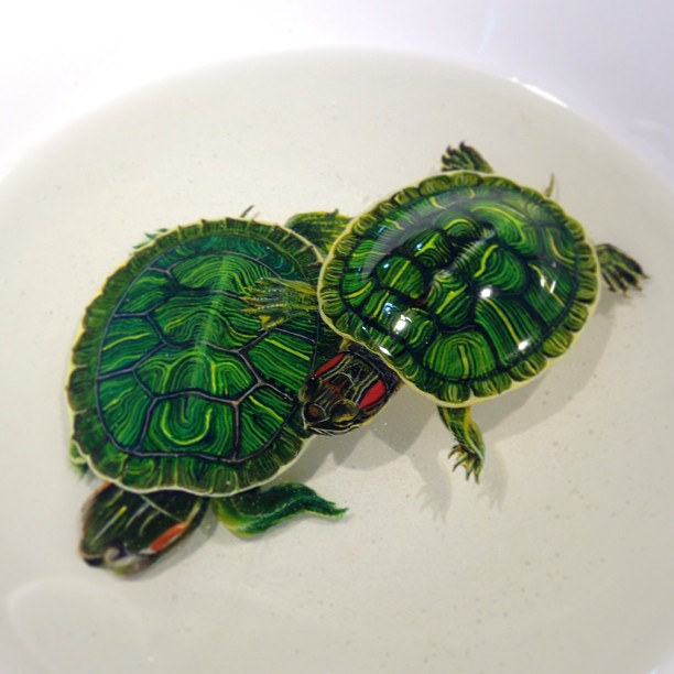 Alive Without Breath, 3d Animals Painted In Layers Of Resin By Keng Lye (8)