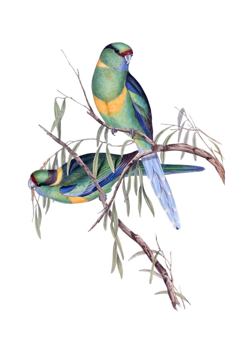 Birds Of Australia, Fascinating Illustrations From The 19th Century By Elizabeth Gould (10)