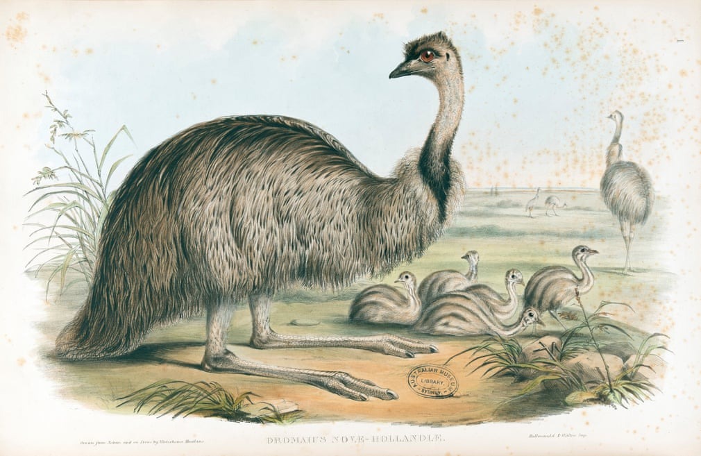 Birds Of Australia, Fascinating Illustrations From The 19th Century By Elizabeth Gould (11)