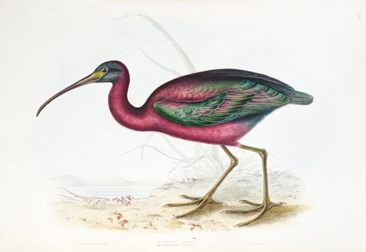 Birds Of Australia, Fascinating Illustrations From The 19th Century By Elizabeth Gould (12)
