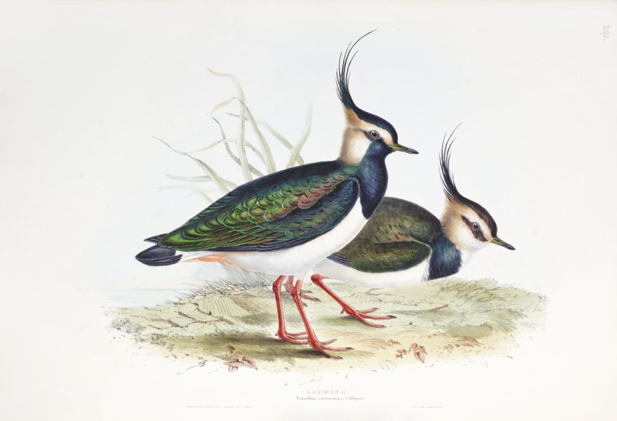 Birds Of Australia, Fascinating Illustrations From The 19th Century By Elizabeth Gould (13)