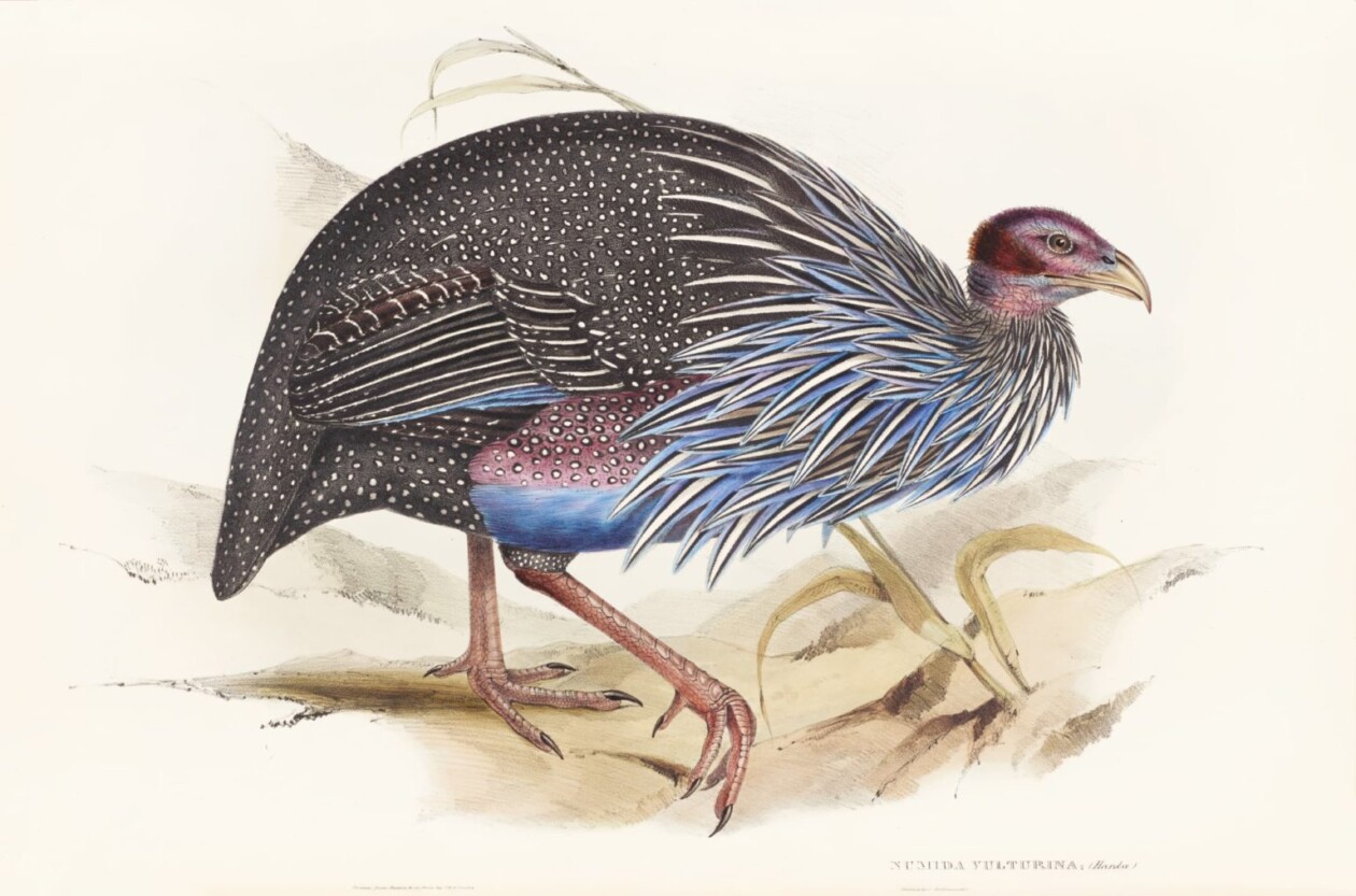 Birds Of Australia, Fascinating Illustrations From The 19th Century By Elizabeth Gould (14)
