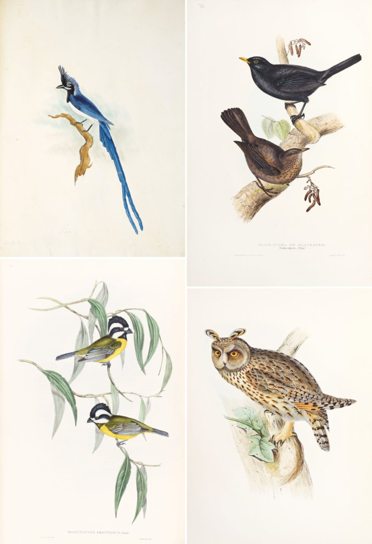 Birds Of Australia, Fascinating Illustrations From The 19th Century By Elizabeth Gould (15)