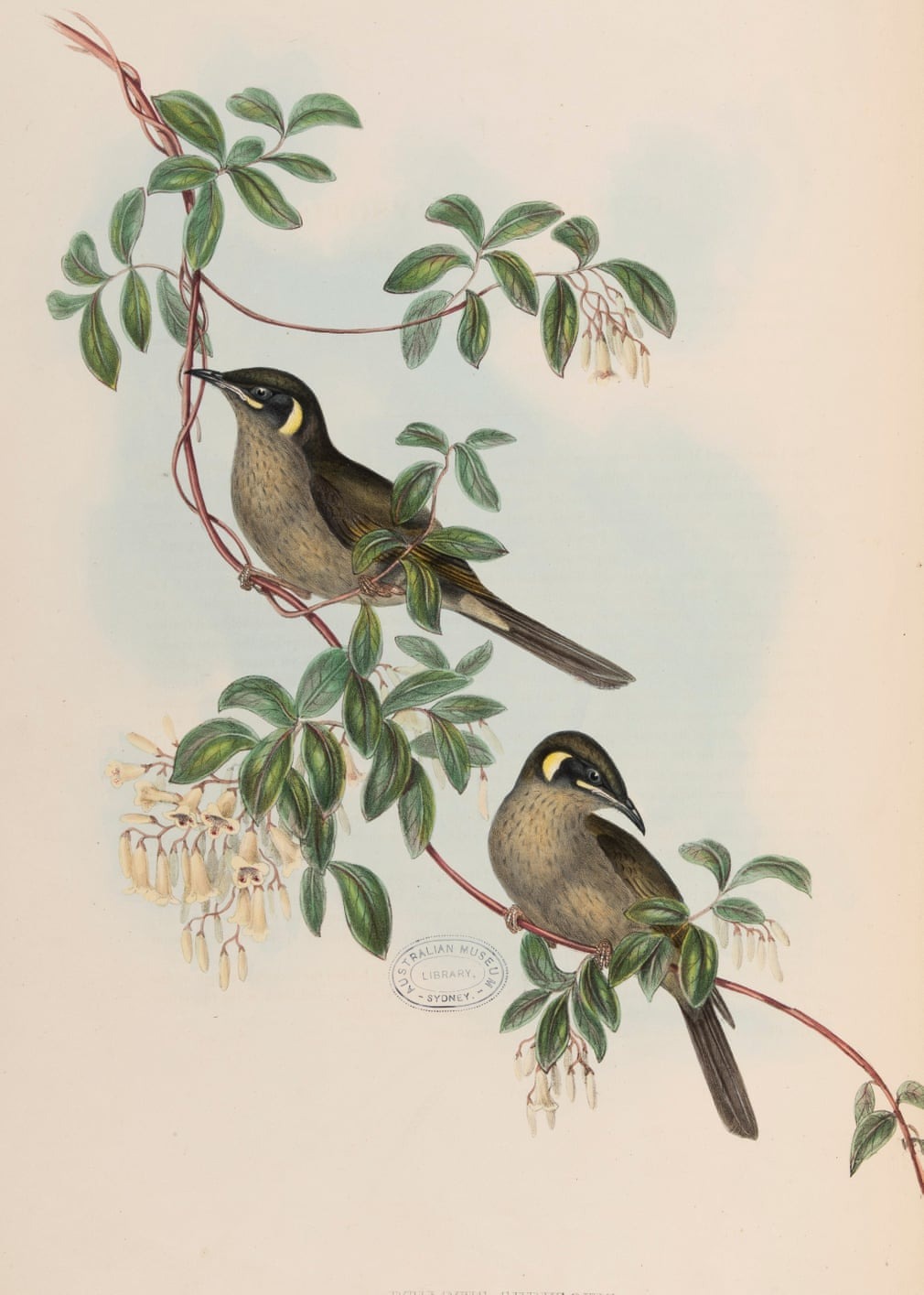 Birds Of Australia, Fascinating Illustrations From The 19th Century By Elizabeth Gould (3)
