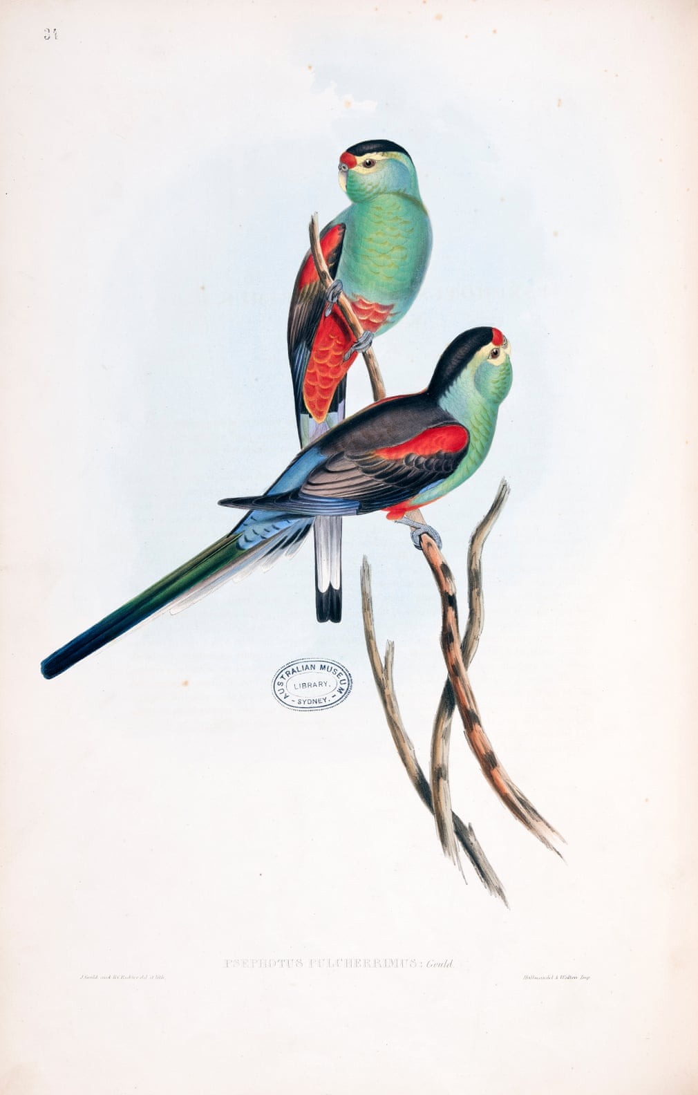Birds Of Australia, Fascinating Illustrations From The 19th Century By Elizabeth Gould (4)