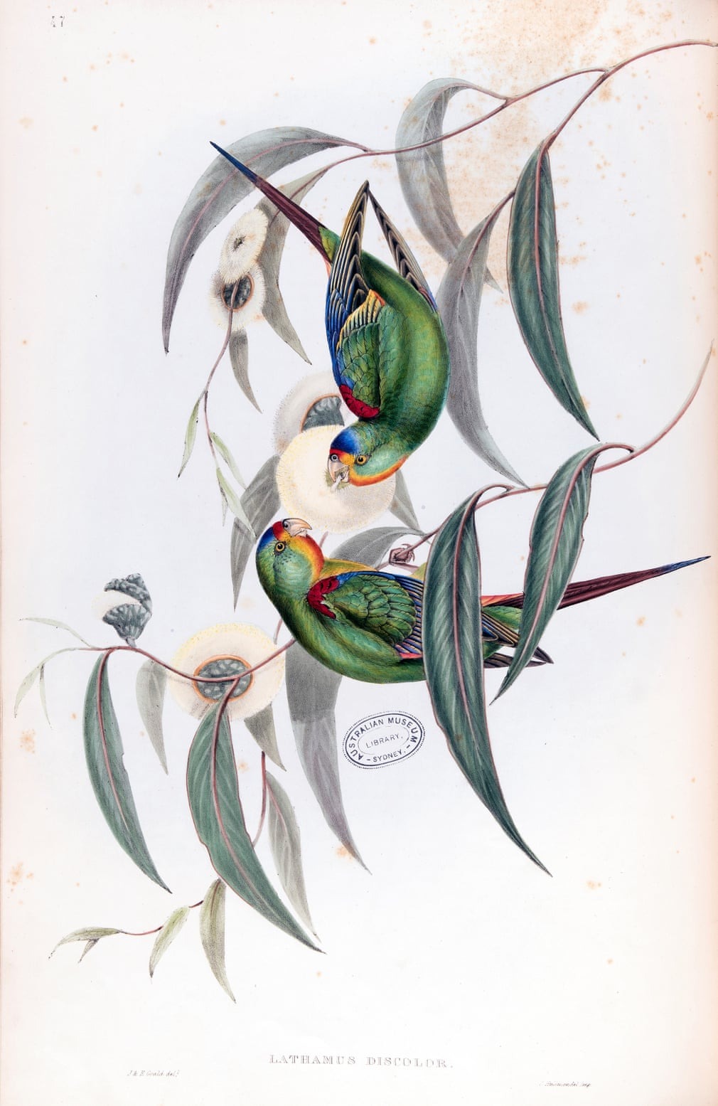 Birds Of Australia, Fascinating Illustrations From The 19th Century By Elizabeth Gould (5)