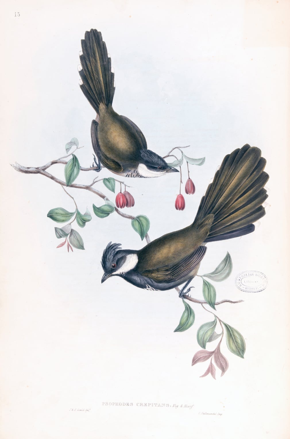 Birds Of Australia, Fascinating Illustrations From The 19th Century By Elizabeth Gould (6)