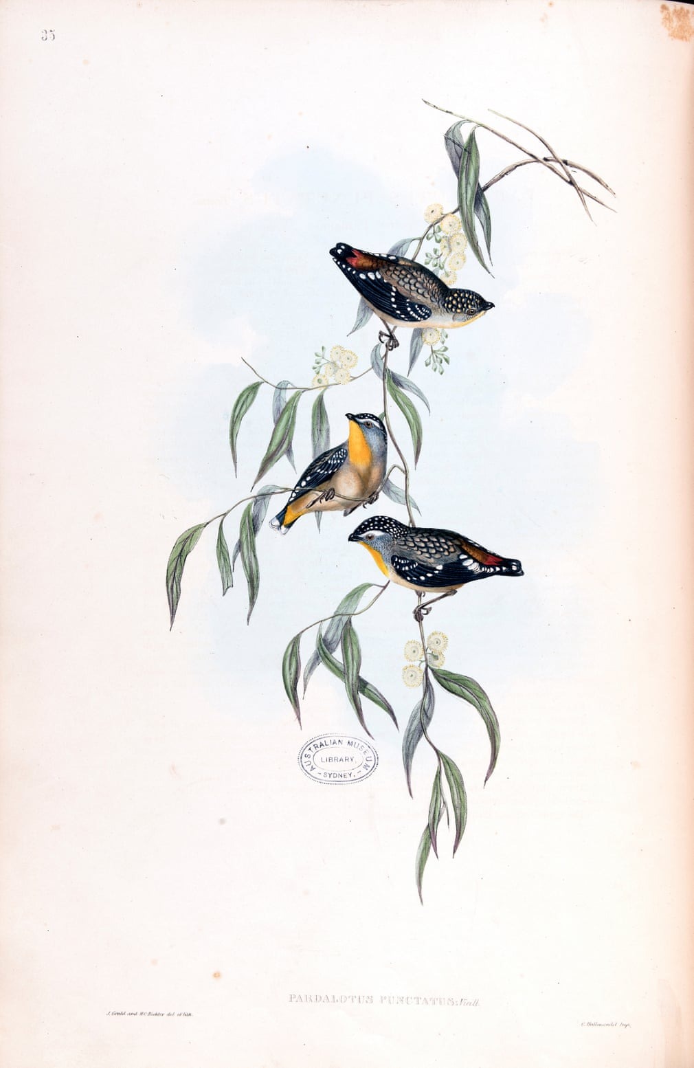 Birds Of Australia, Fascinating Illustrations From The 19th Century By Elizabeth Gould (7)