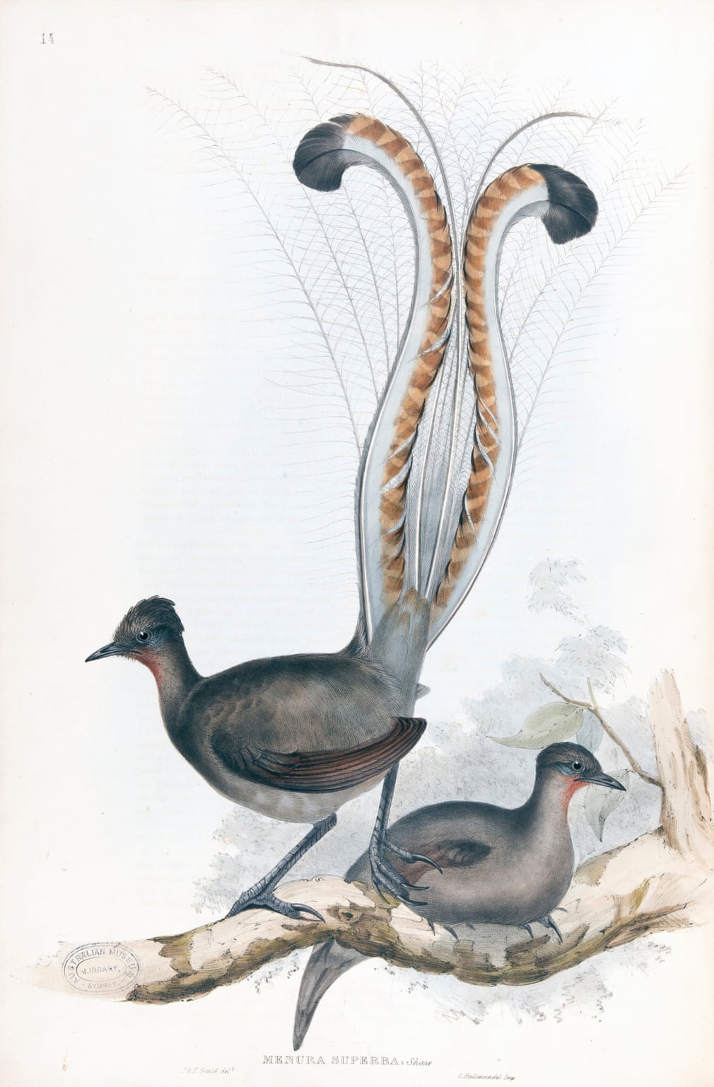 Birds Of Australia, Fascinating Illustrations From The 19th Century By Elizabeth Gould (8)