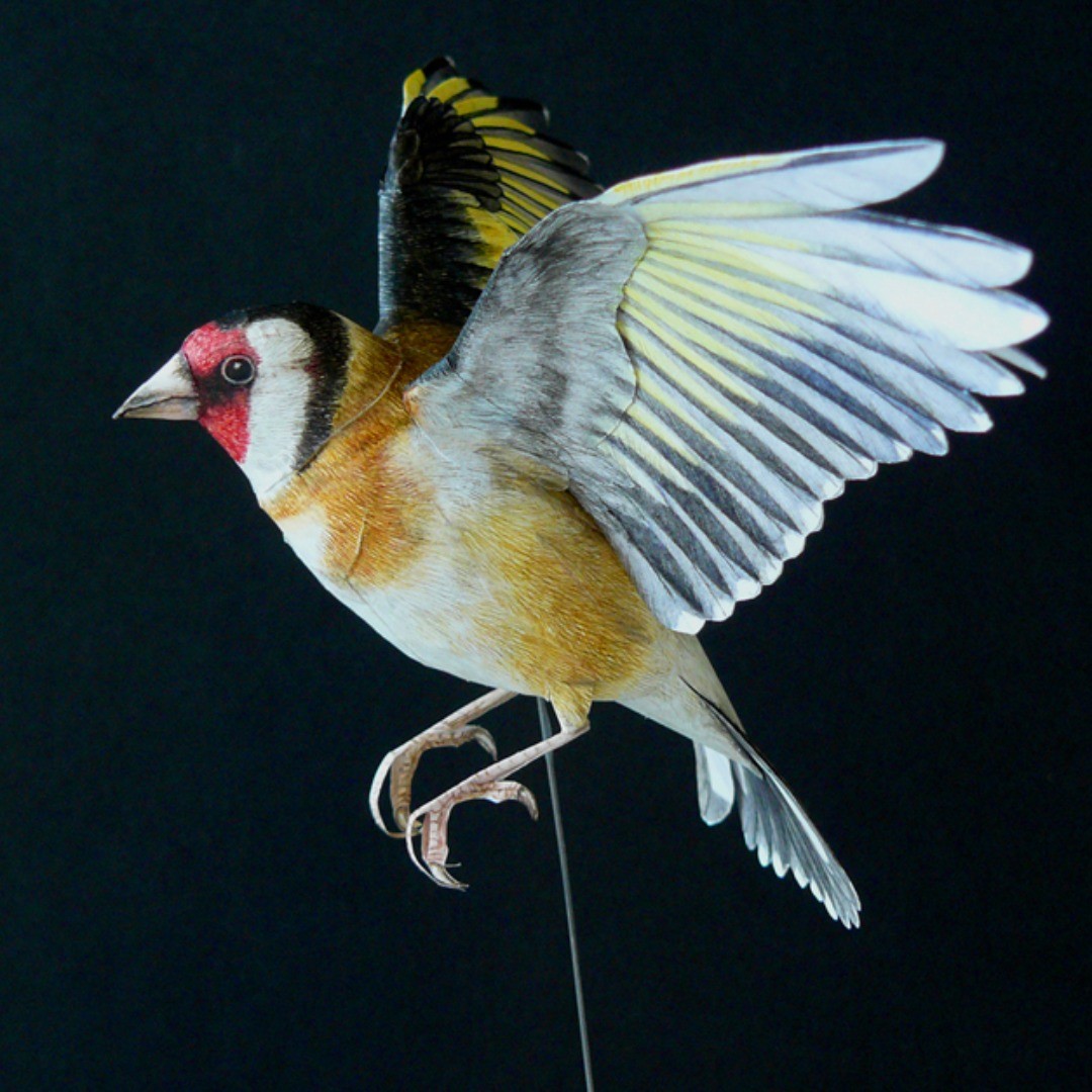 Hyper Realistic Bird Sculptures Made From Paper And Watercolor Paint By Johan Scherft (4)