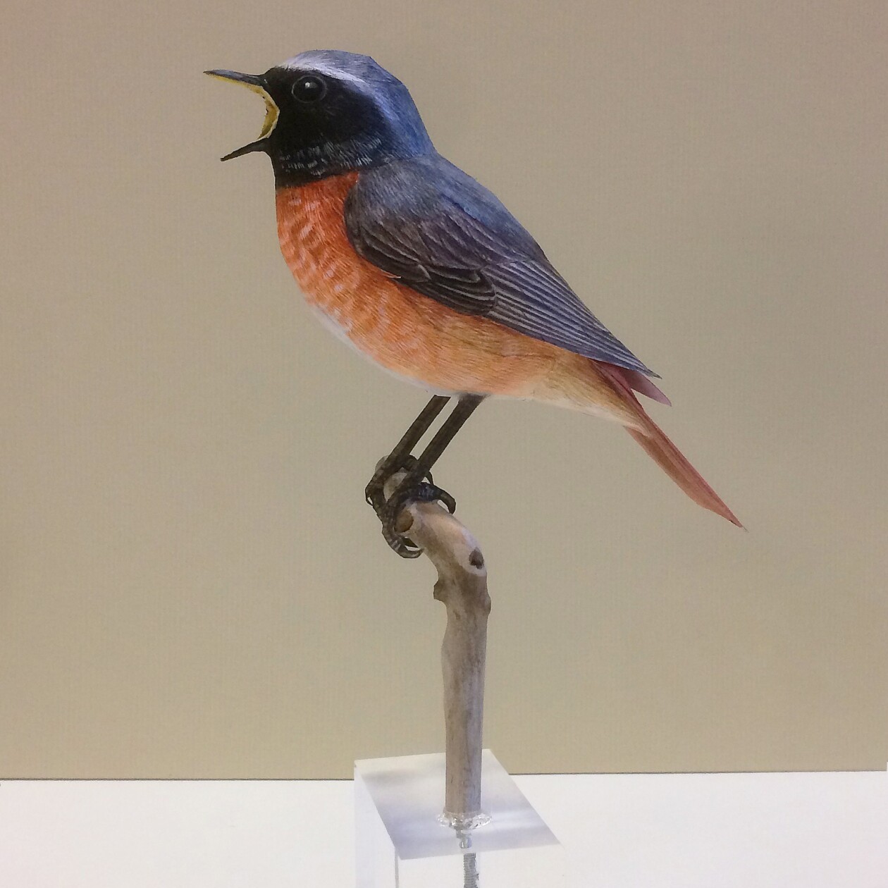 Hyper Realistic Bird Sculptures Made From Paper And Watercolor Paint By Johan Scherft (9)