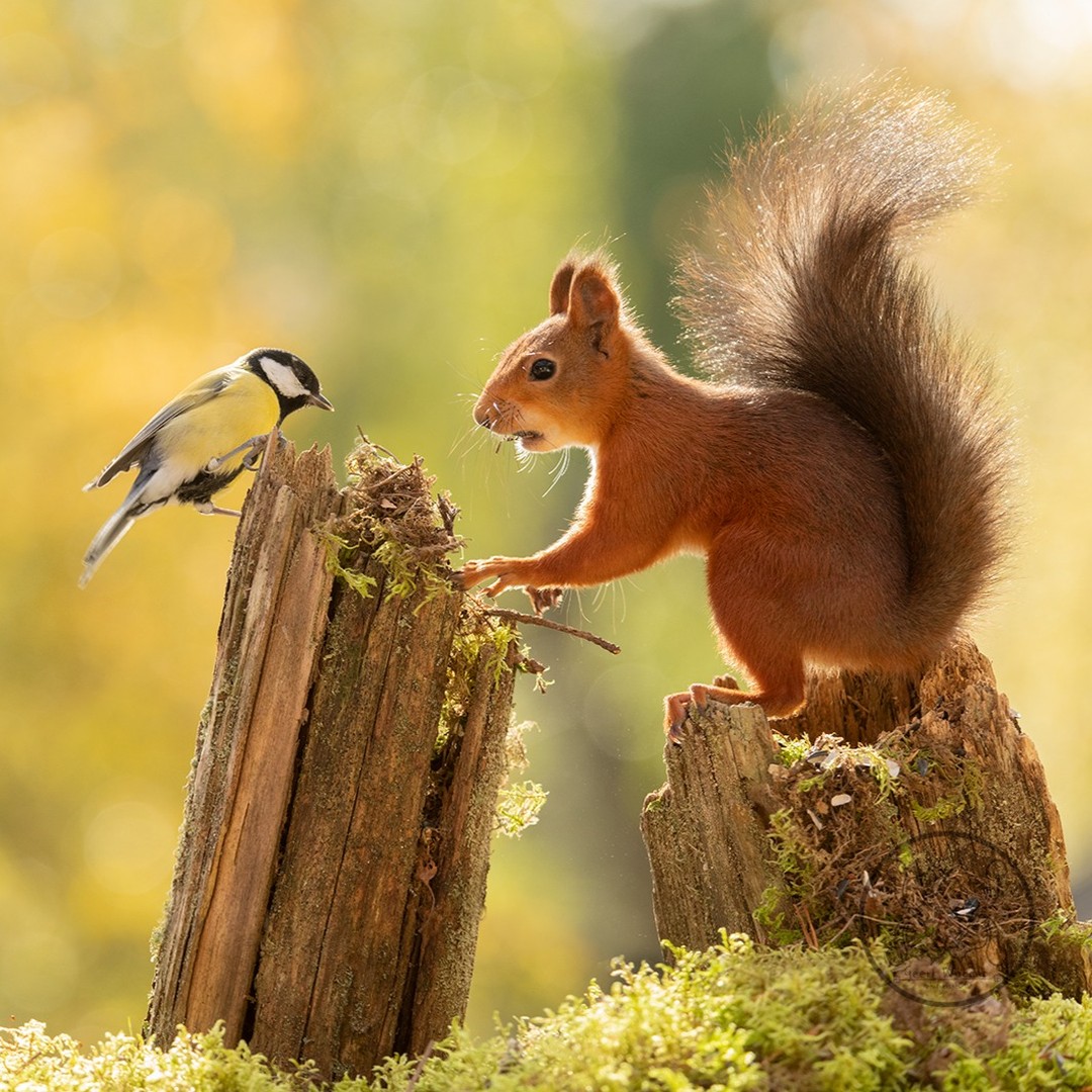 Photographer Geert Weggen Captured Lovely And Playful Pictures Of Squirrels In Action (1)