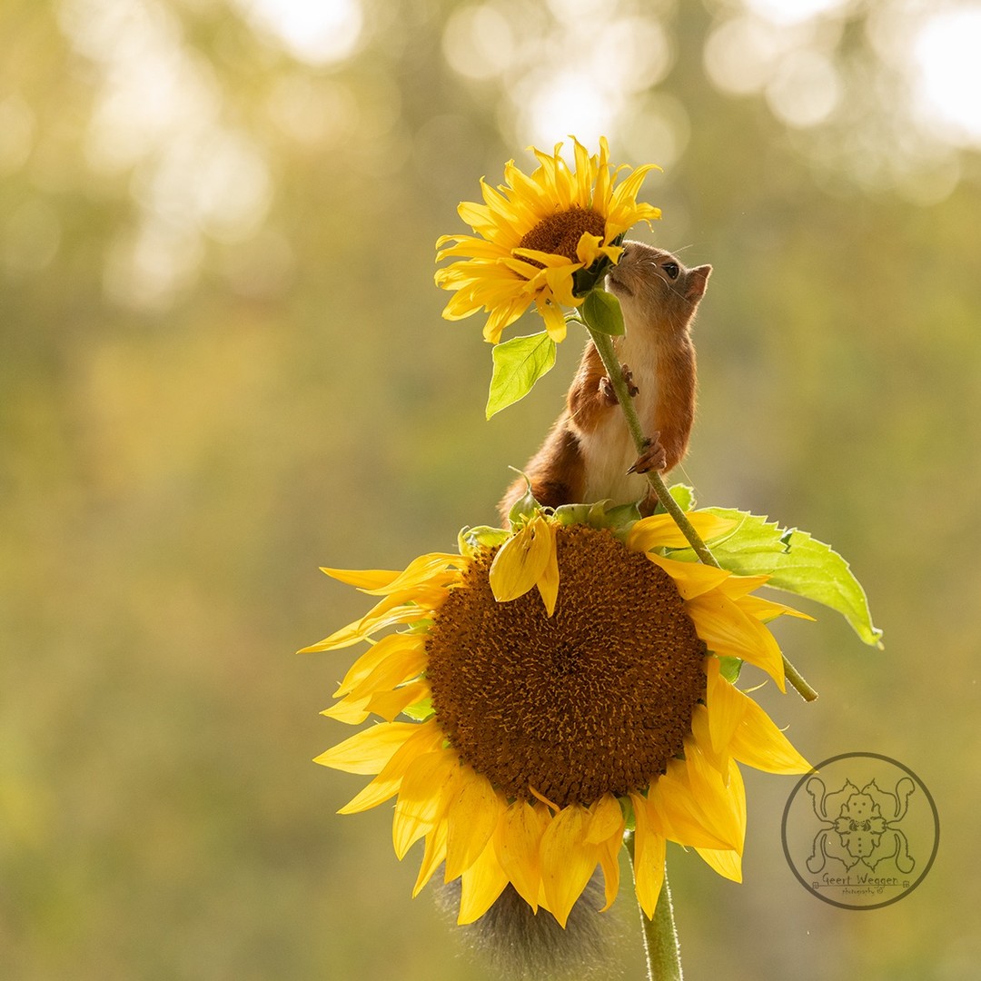 Photographer Geert Weggen Captured Lovely And Playful Pictures Of Squirrels In Action (10)