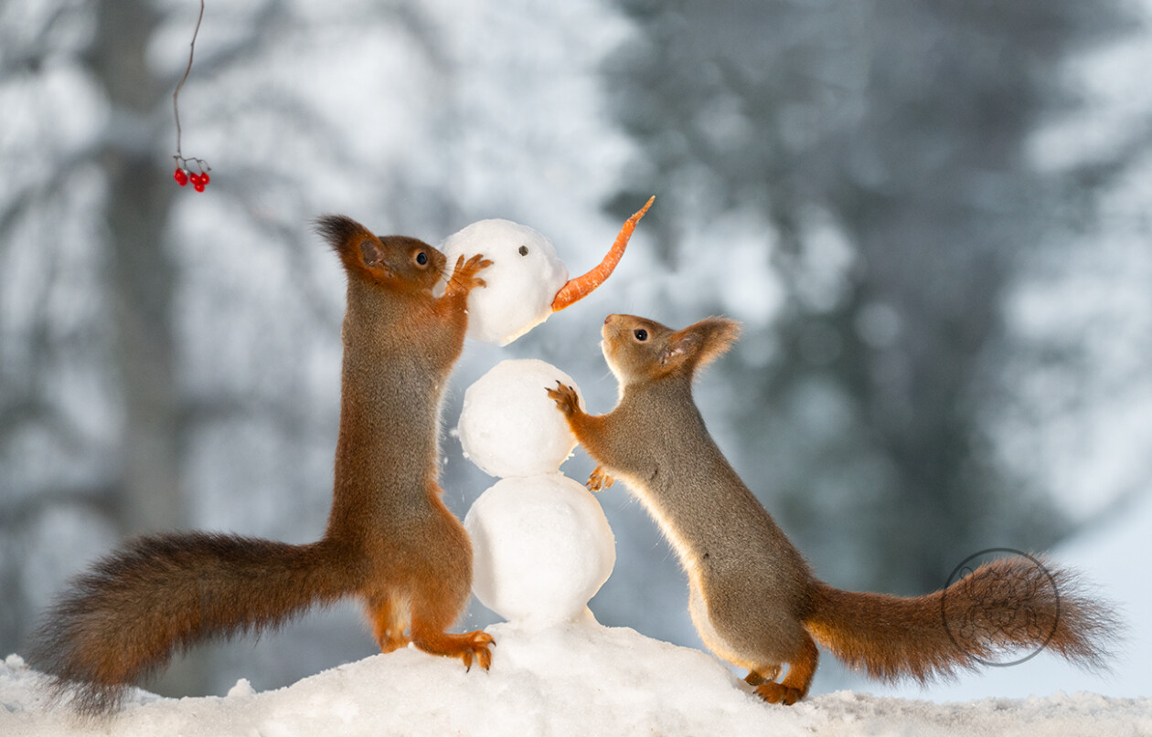 Photographer Geert Weggen Captured Lovely And Playful Pictures Of Squirrels In Action (11)