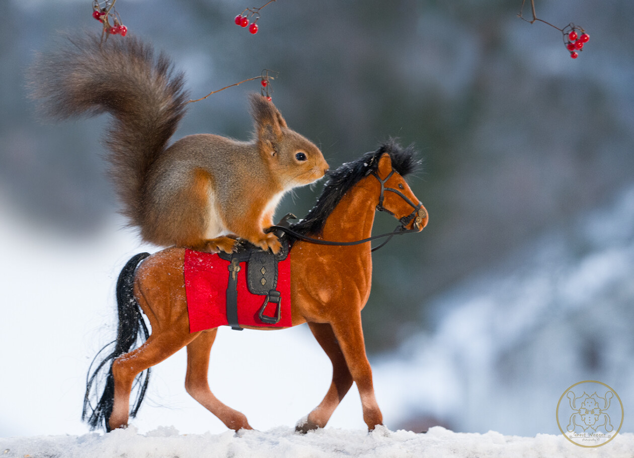 Photographer Geert Weggen Captured Lovely And Playful Pictures Of Squirrels In Action (12)