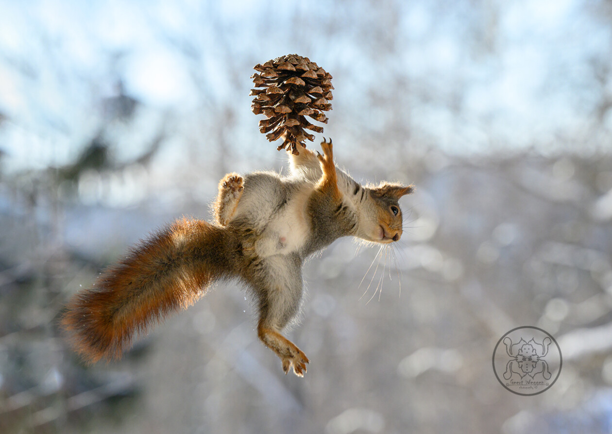 Photographer Geert Weggen Captured Lovely And Playful Pictures Of Squirrels In Action (13)