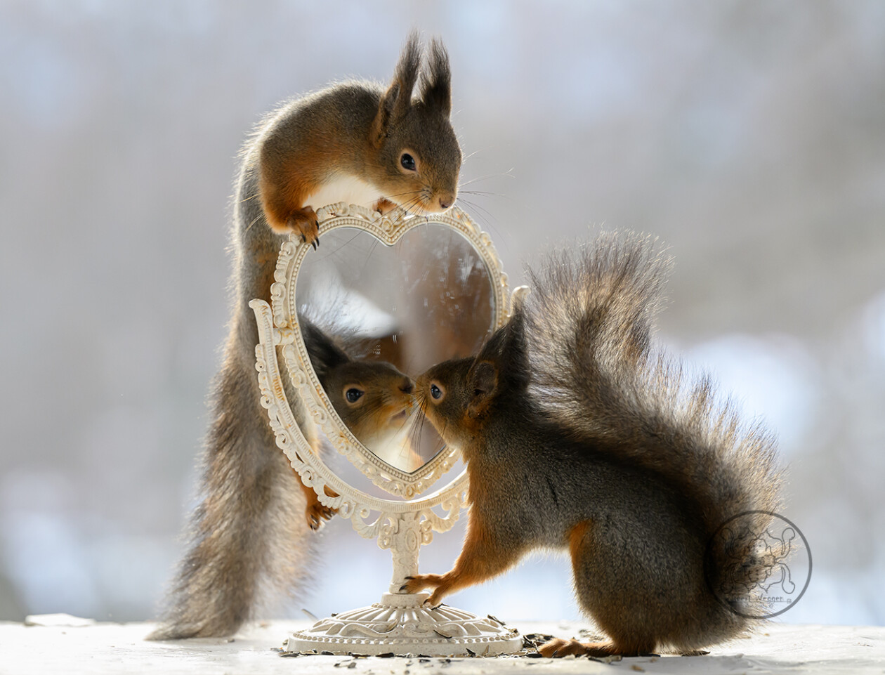 Photographer Geert Weggen Captured Lovely And Playful Pictures Of Squirrels In Action (14)
