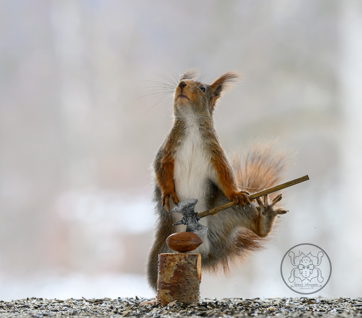 Photographer Geert Weggen Captured Lovely And Playful Pictures Of Squirrels In Action (15)