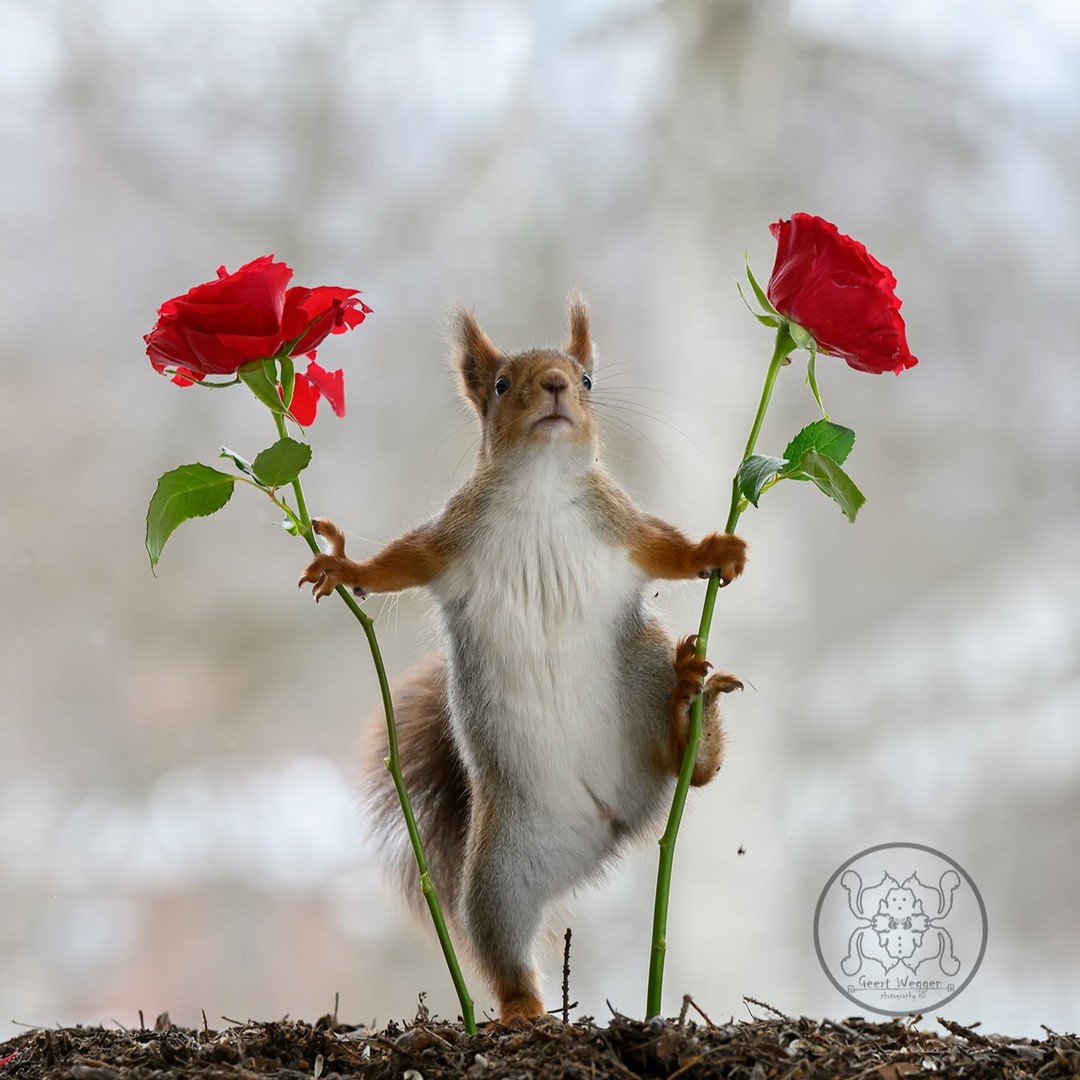 Photographer Geert Weggen Captured Lovely And Playful Pictures Of Squirrels In Action (16)