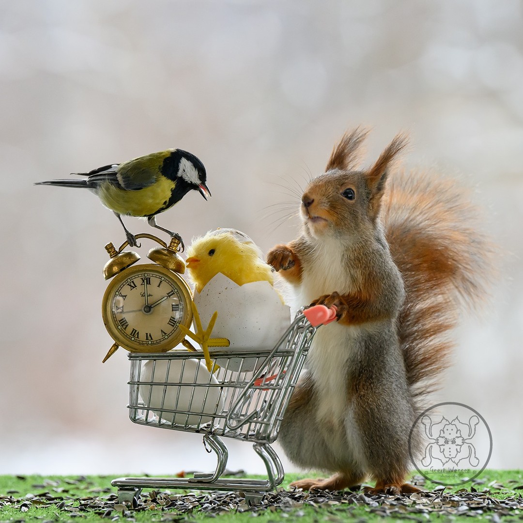Photographer Geert Weggen Captured Lovely And Playful Pictures Of Squirrels In Action (17)