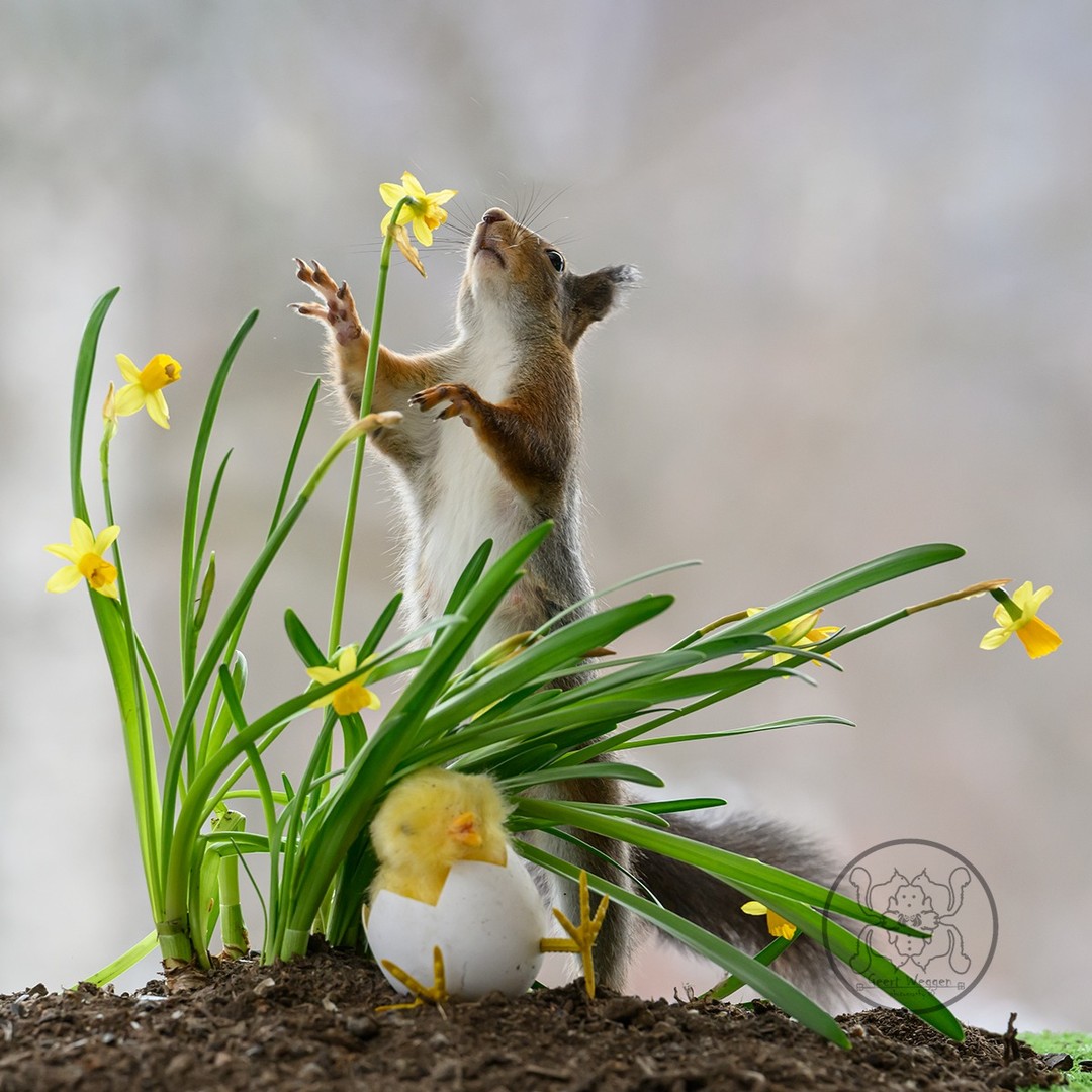 Photographer Geert Weggen Captured Lovely And Playful Pictures Of Squirrels In Action (18)