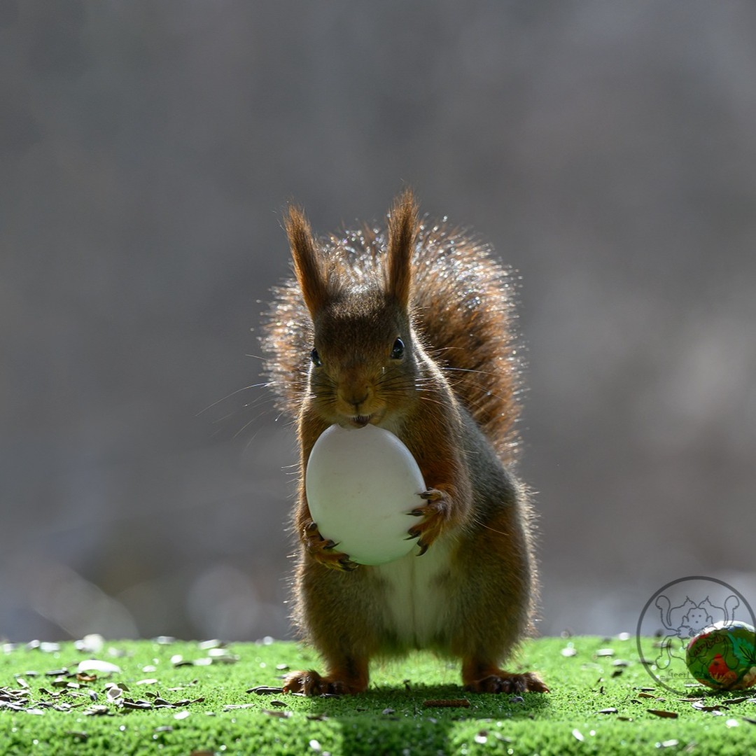 Photographer Geert Weggen Captured Lovely And Playful Pictures Of Squirrels In Action (19)