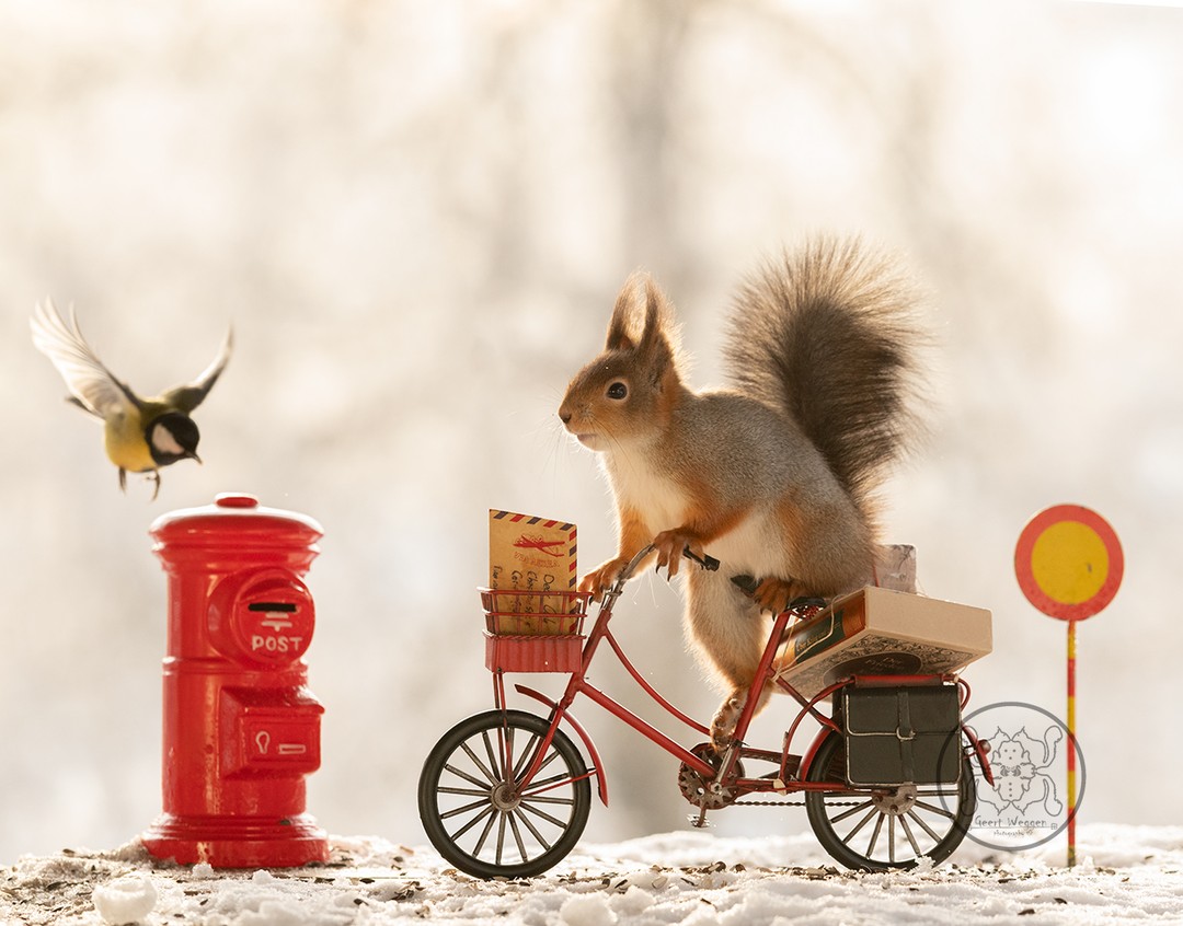 Photographer Geert Weggen Captured Lovely And Playful Pictures Of Squirrels In Action (2)