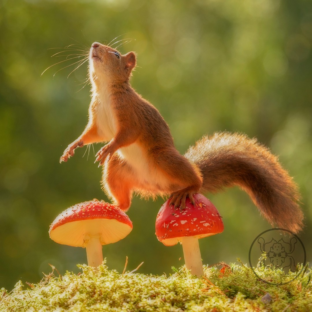 Photographer Geert Weggen Captured Lovely And Playful Pictures Of Squirrels In Action (4)