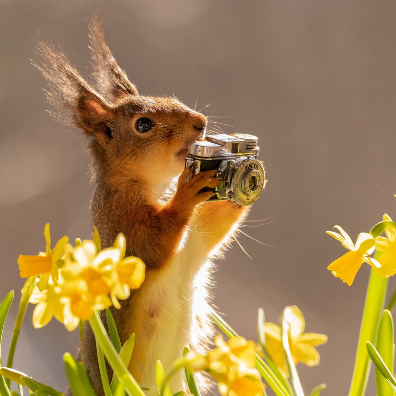 Photographer Geert Weggen Captured Lovely And Playful Pictures Of Squirrels In Action (5)