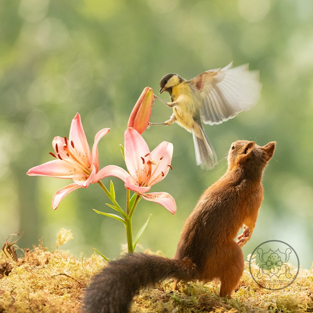 Photographer Geert Weggen Captured Lovely And Playful Pictures Of Squirrels In Action (6)