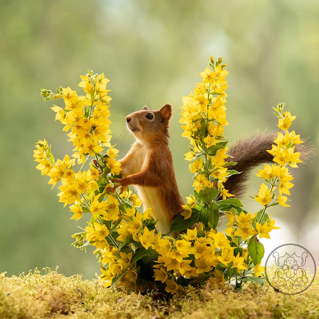 Photographer Geert Weggen Captured Lovely And Playful Pictures Of Squirrels In Action (7)