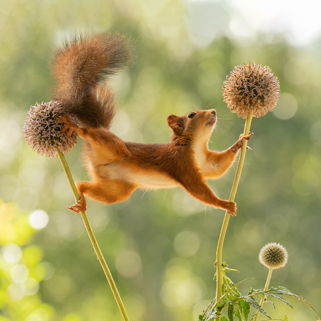 Photographer Geert Weggen Captured Lovely And Playful Pictures Of Squirrels In Action (8)
