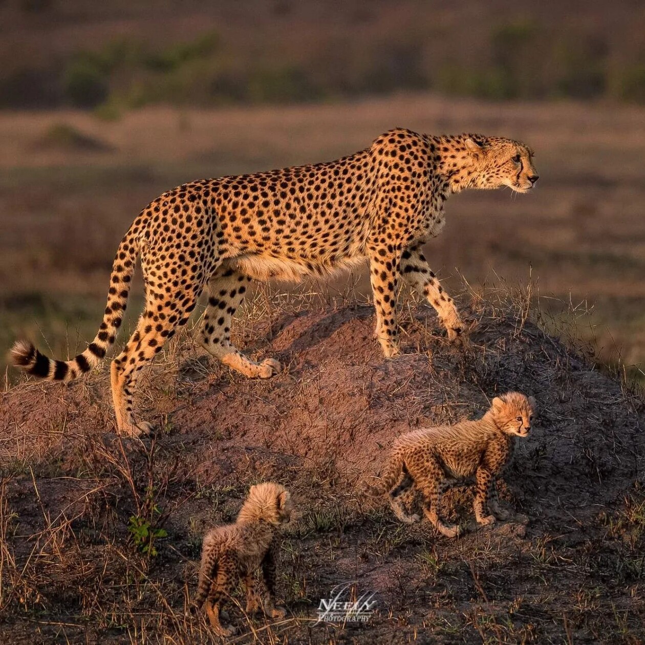 Photographer Joe Neely Captures Unforgettable Moments Featuring Wildlife (2)