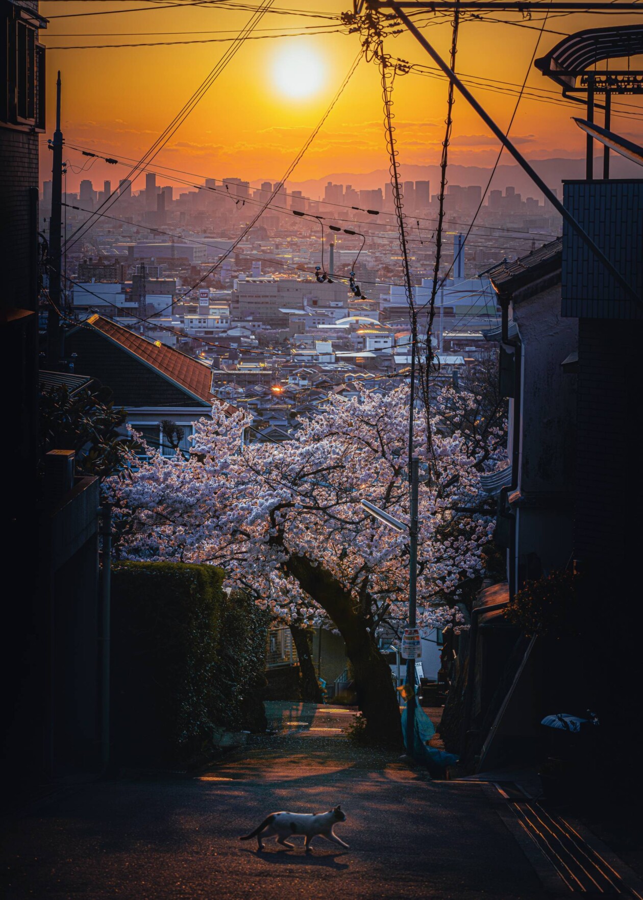 Spring In Japan, A Urban Photography Series By Hisa Matsumura (17)