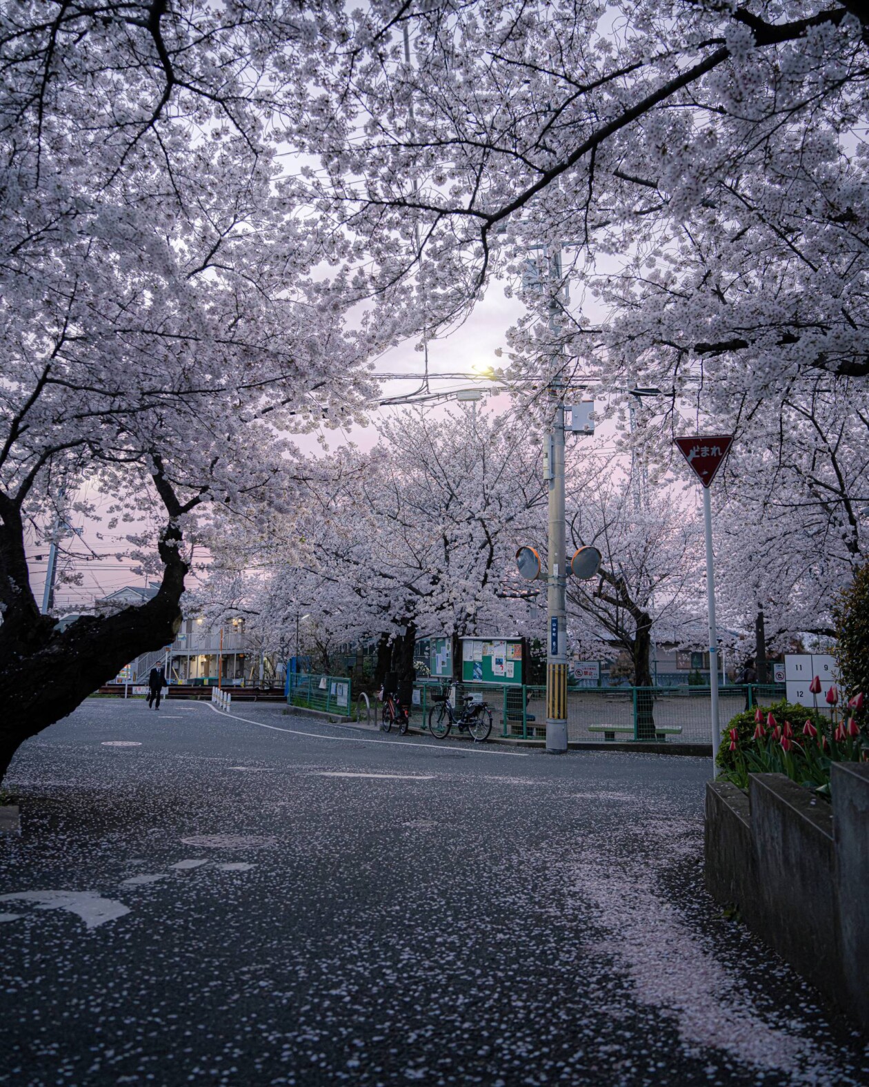Spring In Japan, A Urban Photography Series By Hisa Matsumura (9)
