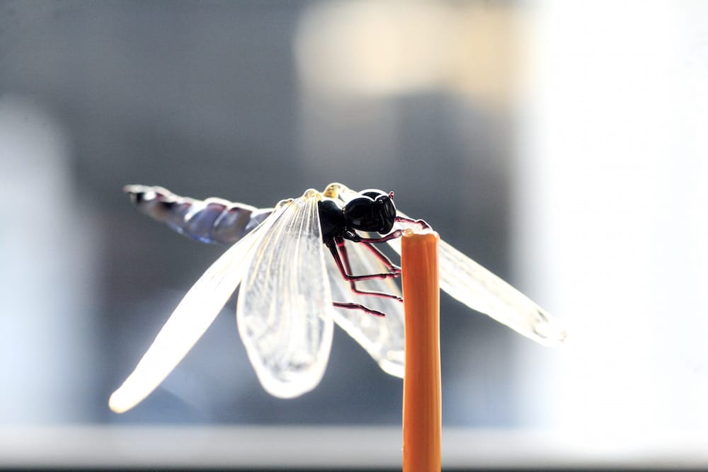 Amazingly Realistic Insect And Plant Glass Sculptures By Yuki Tsunoda (14)