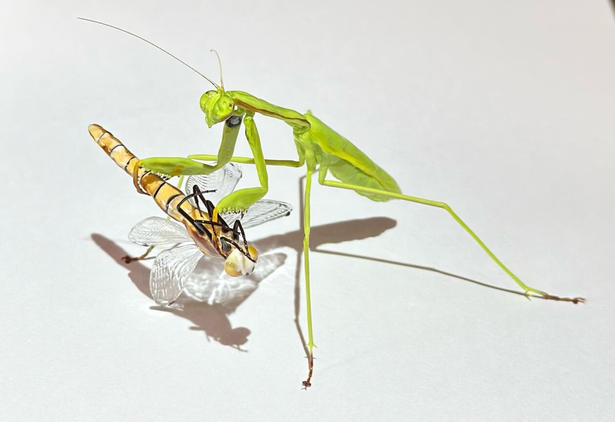 Amazingly Realistic Insect And Plant Glass Sculptures By Yuki Tsunoda (5)