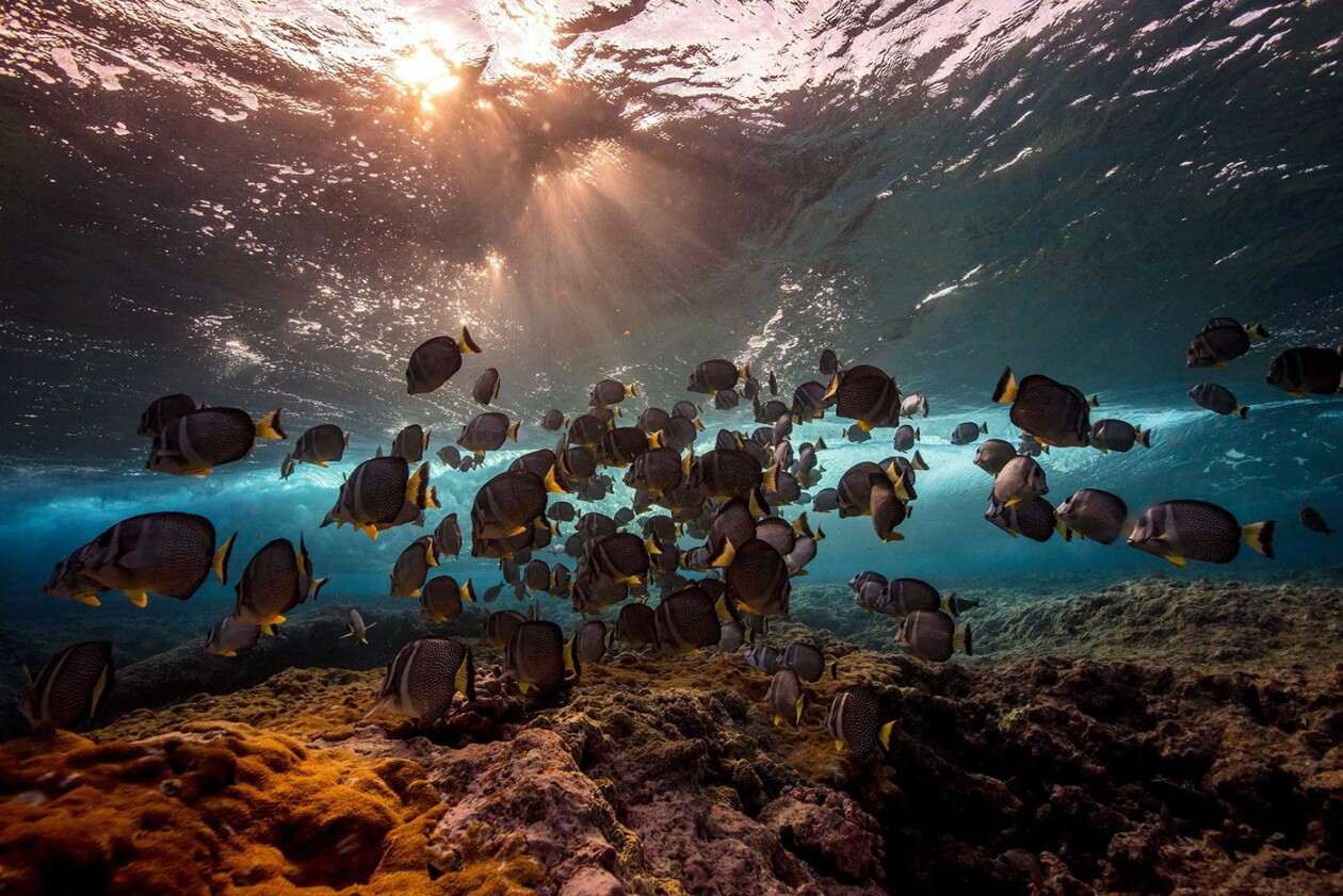 Below The Breaking Wave, An Amazing Underwater Photography Series By Matt Porteous (16)