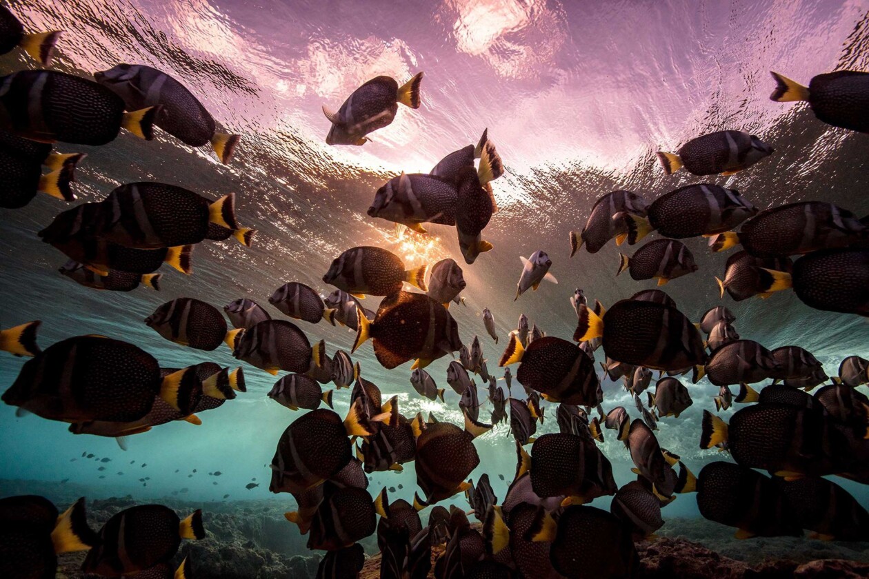 Below The Breaking Wave, An Amazing Underwater Photography Series By Matt Porteous (17)