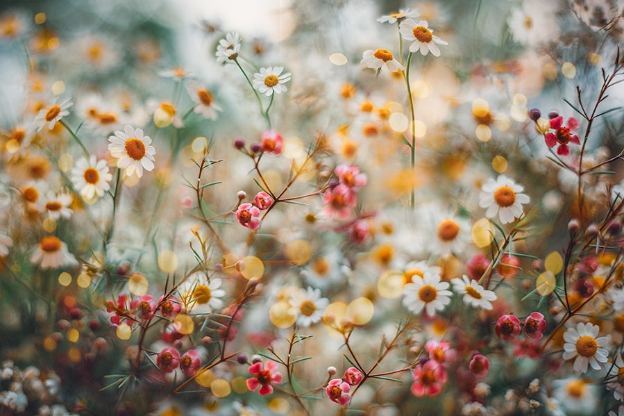 Lucy Ketchum's Captivating Florals (1)
