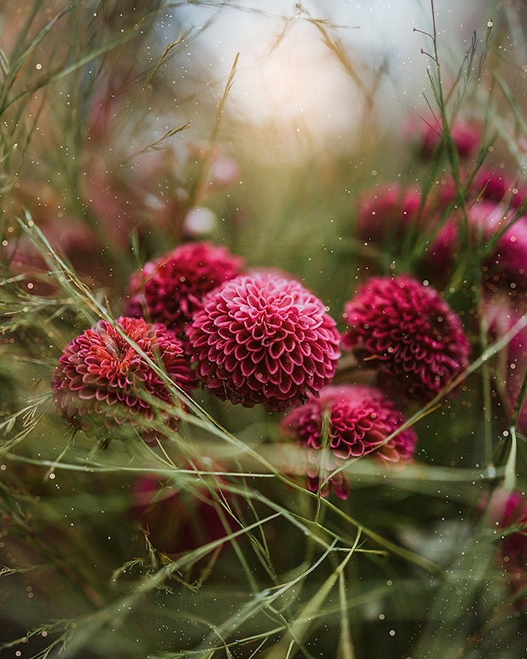Lucy Ketchum's Captivating Florals (10)