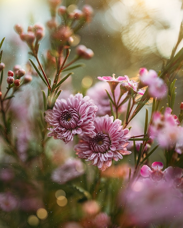 Lucy Ketchum's Captivating Florals (11)