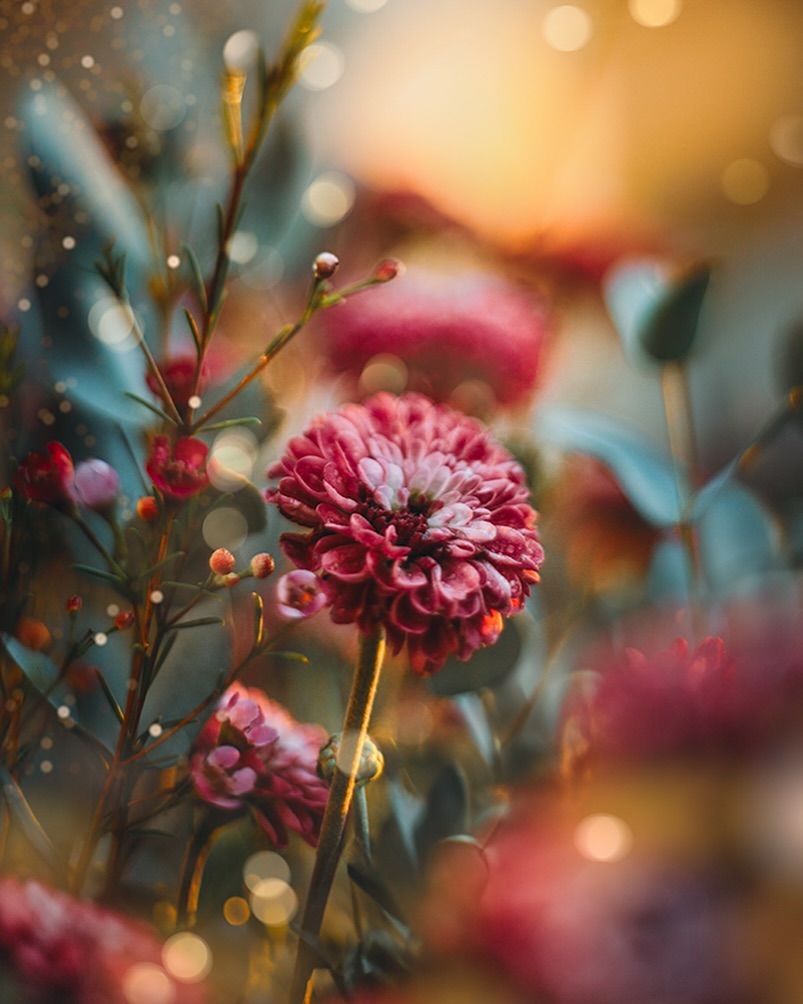 Lucy Ketchum's Captivating Florals (2)