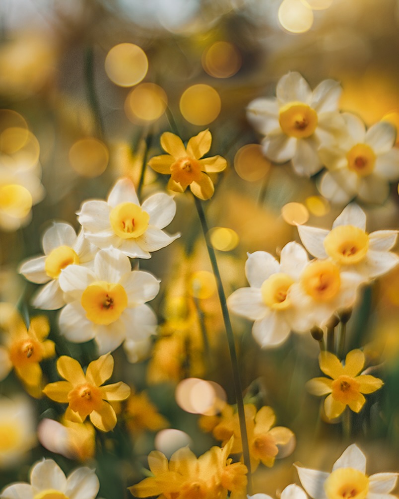 Lucy Ketchum's Captivating Florals (3)
