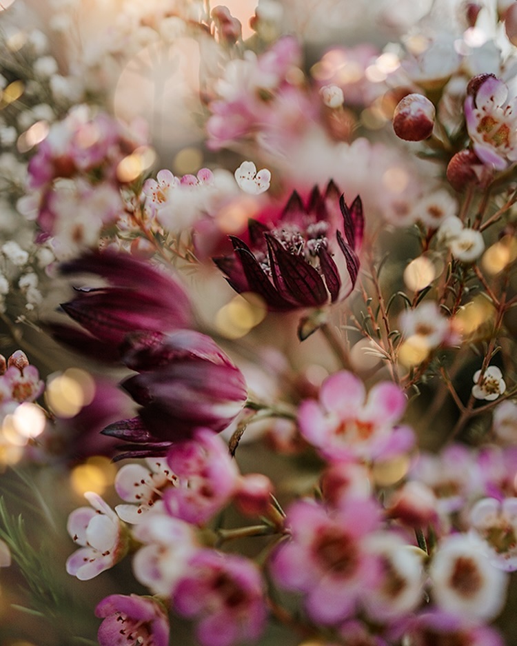 Lucy Ketchum's Captivating Florals (7)